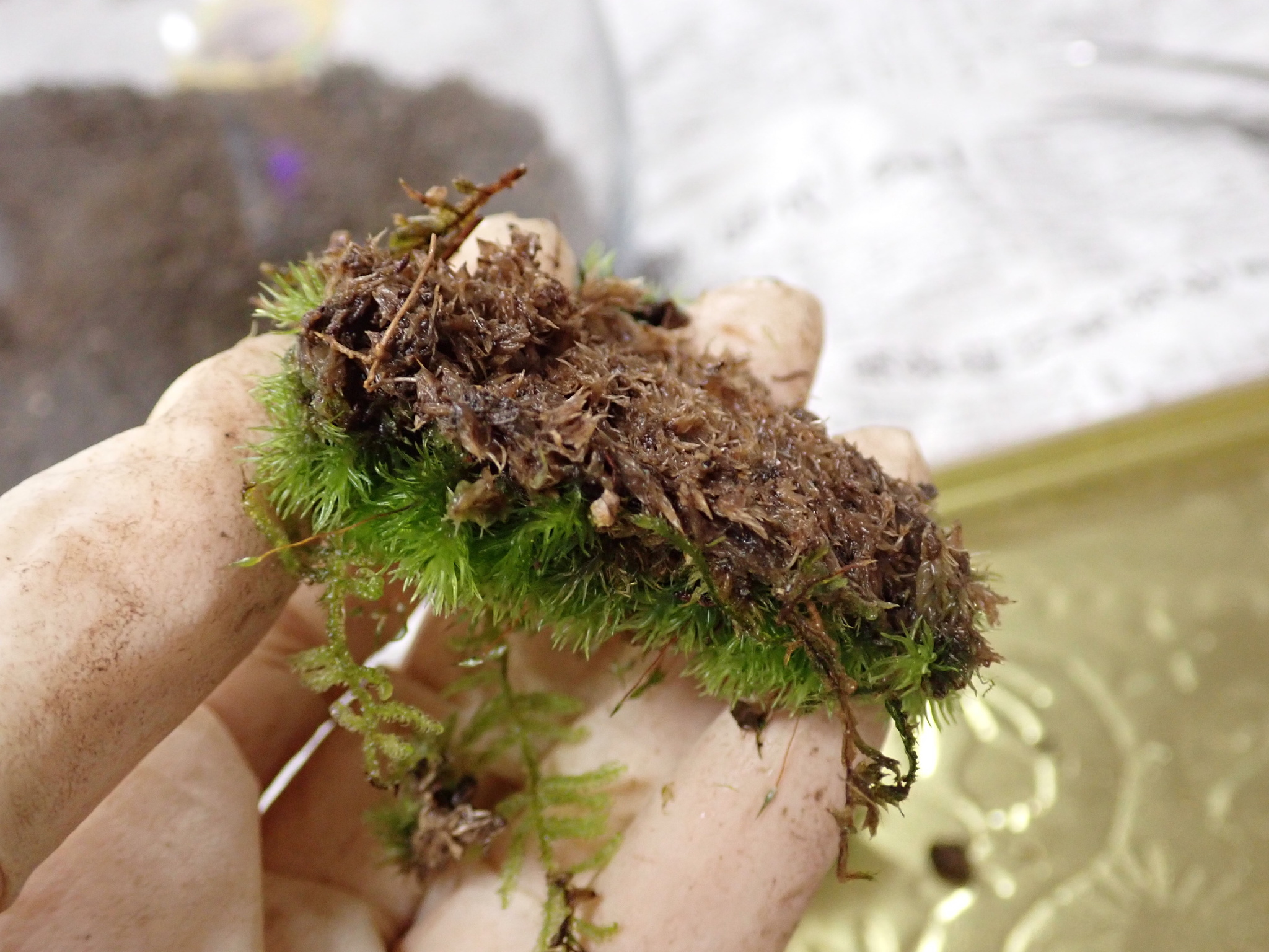 苔テラリウムの作り方 ハイゴケ スナゴケ等 国産苔の事なら島根県江津市の石州這苔屋へ