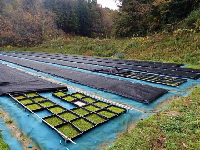 ハイゴケ スナゴケ等 国産苔の事なら島根県江津市の石州這苔屋へ